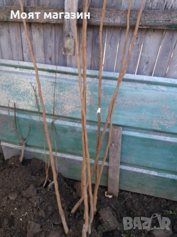 Мушмула, снимка 6 - Градински цветя и растения - 53632401