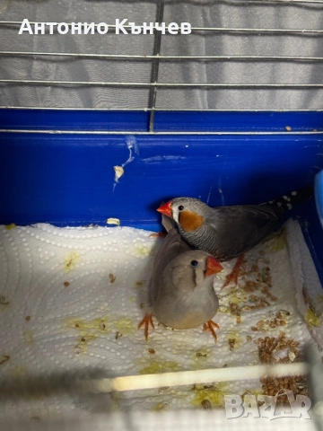 Чифт амадини 