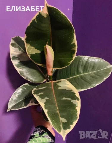 Ficus, снимка 1 - Стайни растения - 47307955