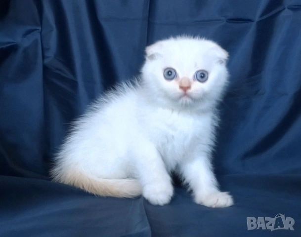 Клепоухи късокосмести котета, снимка 15 - Британска късокосместа - 43400066