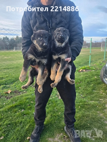 Немска овчарка работен тип, снимка 16 - Немска овчарка - 52970117