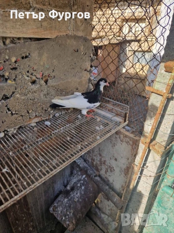 Продавам 2  чифта      акмани