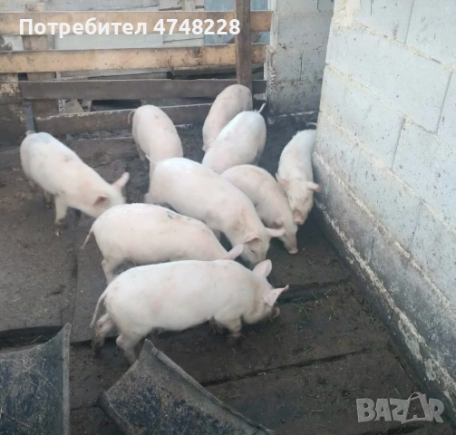 Продава се, снимка 2 - Прасета - 53707699