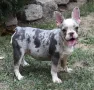 ТОП Френски булдог/French Bulldog , снимка 1