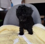 Мини пудел/Mini poodle , снимка 6