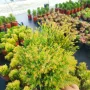 Западна туя Рейнголд (Thuja occidentalis Rheingold), студоустойчива, снимка 1