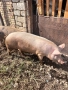 Продавам домашно отгледани  прасета, снимка 1
