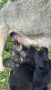Кученце Кане Корсо Смеска с Алабай с Доставка 60лв, снимка 14