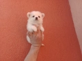 Мини Шпиц - Померан. Мъжки и женски кученца. , снимка 12