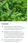 Дифузер Катерица Дотера Doterra , снимка 5