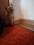 Британски късокосмести котета , снимка 8
