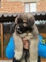 Кавказка овчарка, снимка 5