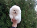 Мъжки Померан. Реални снимки ! , снимка 4