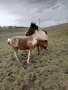 Продава се заплодена кобила с конче, снимка 2