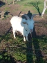 2 кози , снимка 2