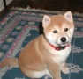 шиба ину, снимка 2