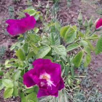 Роза, снимка 3 - Градински цветя и растения - 45462899