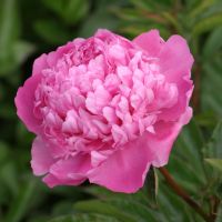 Розов кичест божур, снимка 3 - Градински цветя и растения - 45341853