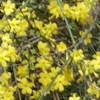 Зимен  жасмин, снимка 1 - Градински цветя и растения - 45569709