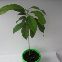 Авокадо високо 40 см, снимка 3 - Градински цветя и растения - 44972320