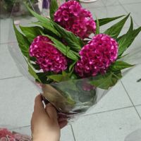 Целозия, снимка 1 - Градински цветя и растения - 45918929