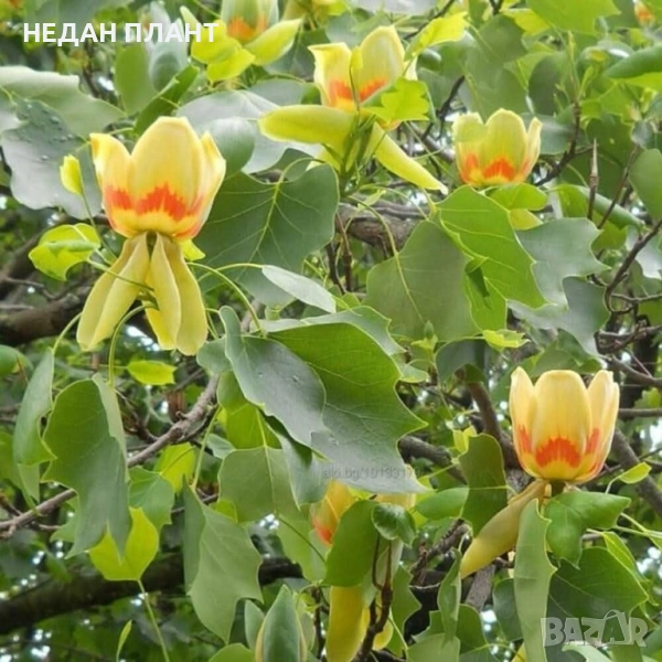 Лирово дърво, снимка 1