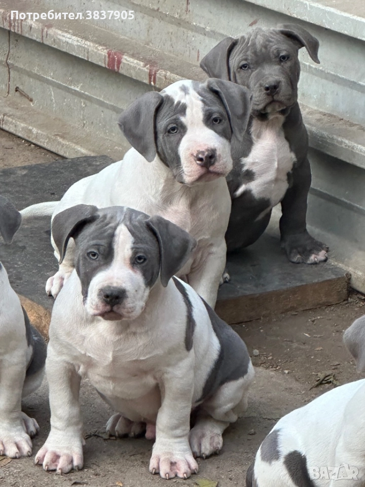 Американко були хл, снимка 1