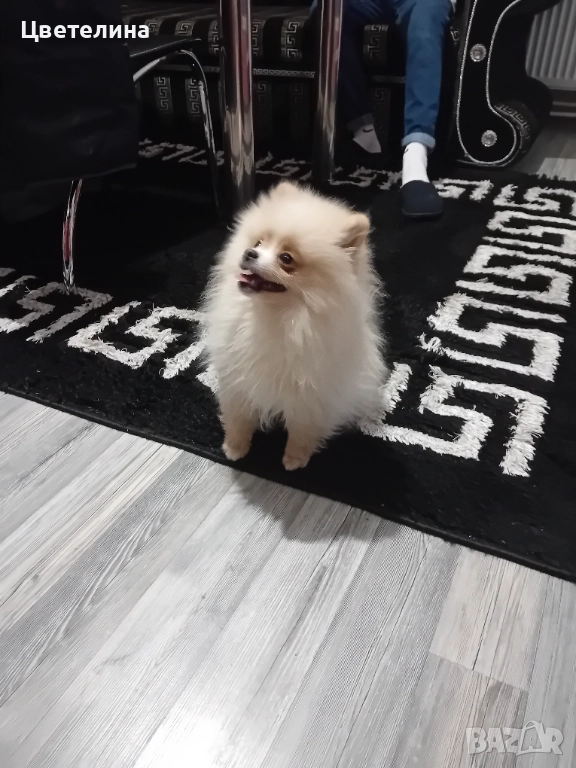 Мини померан, снимка 1