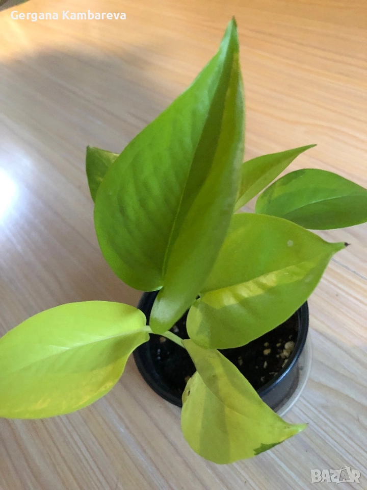 Epipremnum Neon , снимка 1