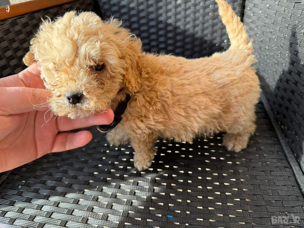 Мини Пудели Актуално от 6.1.2026, снимка 1