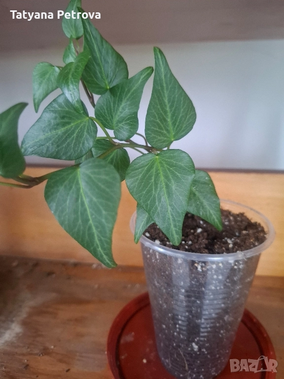 Цветя, стайни растения, бръшлян, розов сингониум., снимка 1