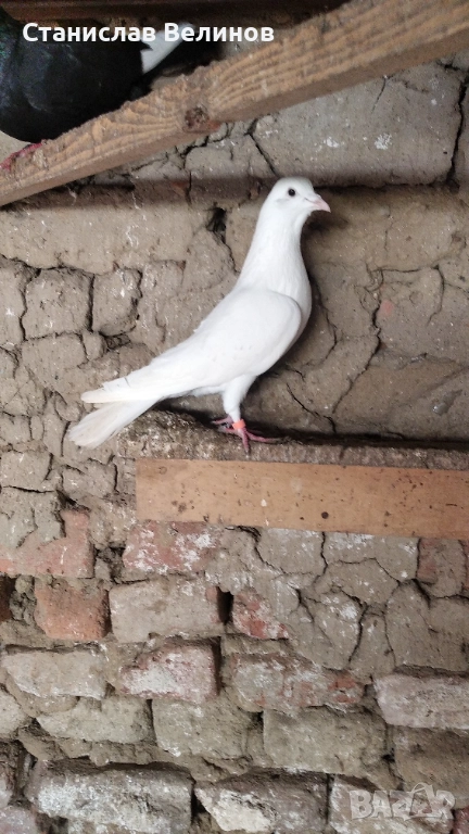 Продавам чифт бели пазарджишки гълъби , снимка 1