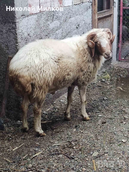 Коч, снимка 1