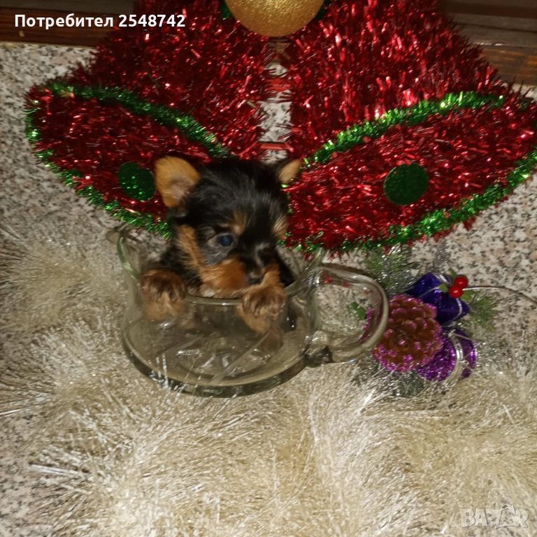 Мини Йорки , снимка 1