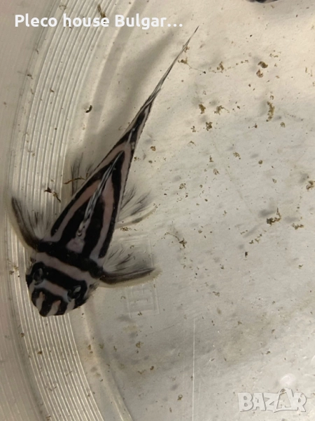 Pleco L046 Hypancistrus zebra / 4броя, снимка 1