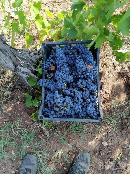 грозде мерло, снимка 1