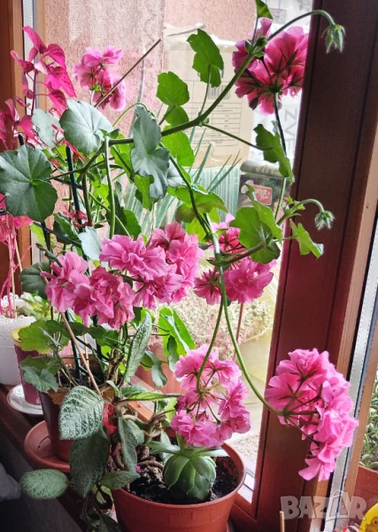 Продавам резници от каскадна дафка/сакъзче, снимка 1