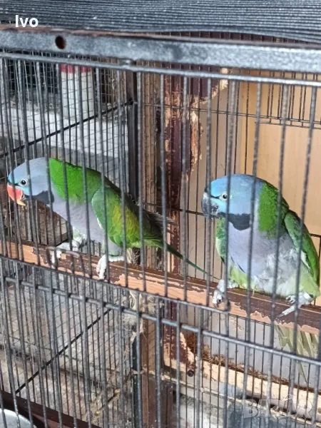 Двойка Китайски Александри , снимка 1