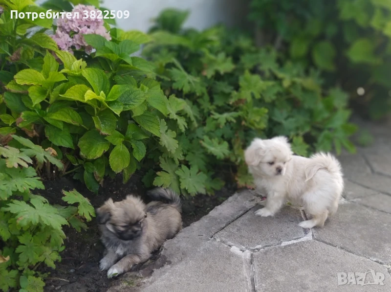 продавам пекинез , снимка 1