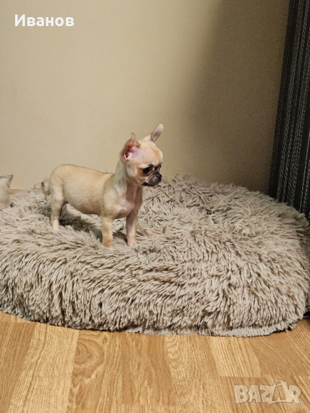 Мини момиче, снимка 1