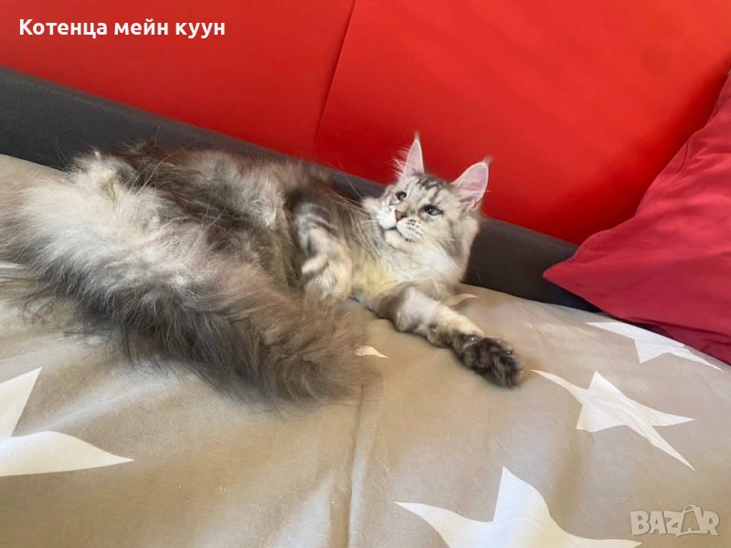 Мейн куун котенца, снимка 1