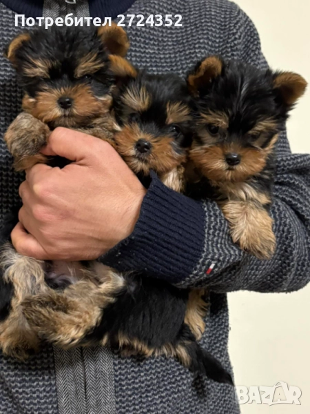 Мини Йорки Бейби фейс, снимка 1