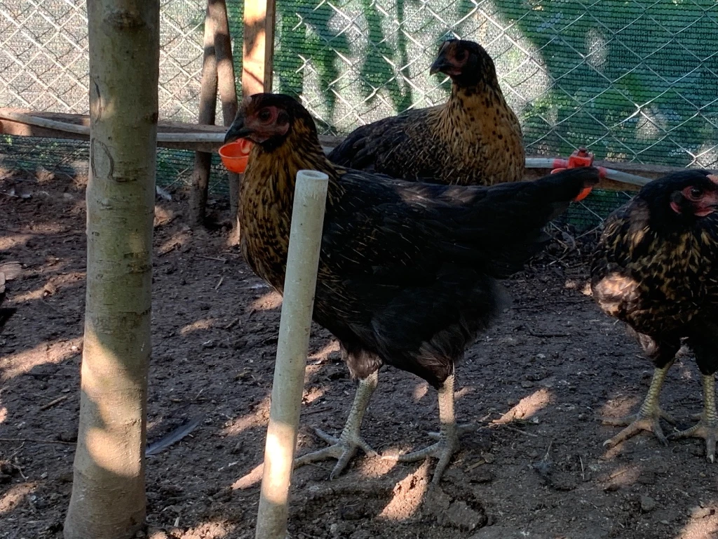 Жетілген кеуде фотосы Шашты порно жұлдыздар