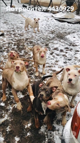 American Bully XL, снимка 8 - Други - 53135049