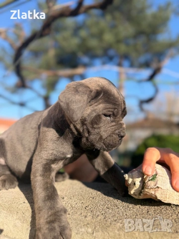 Кане корсо, снимка 6 - Кане корсо - 54104454