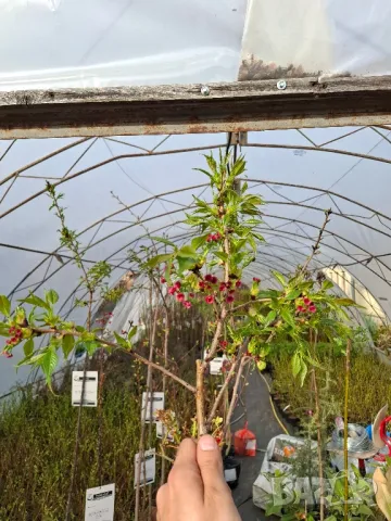 Плачеща японска вишна kiku shidare zakura, снимка 4 - Градински цветя и растения - 44195869