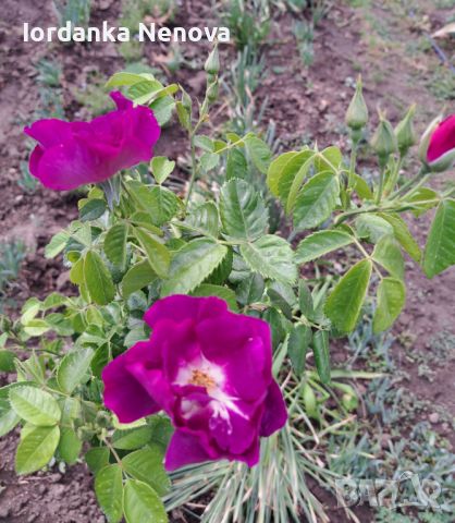 Роза, снимка 3 - Градински цветя и растения - 45462899