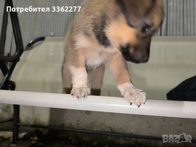 Кученца, снимка 10 - Други - 52153328