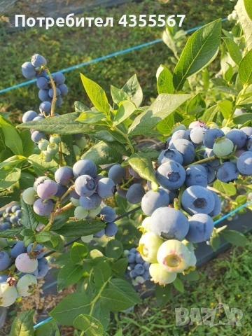 Боровинки, снимка 6 - Разсади - 52815818