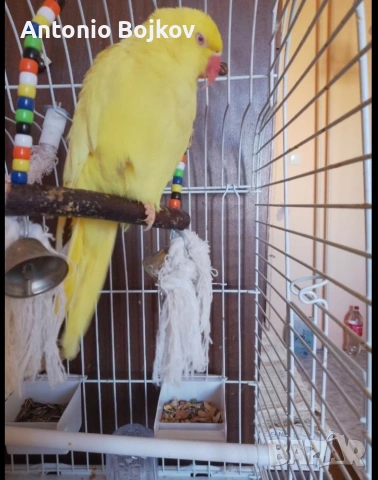 Женски папагал Александър, снимка 2 - Папагали - 53851426